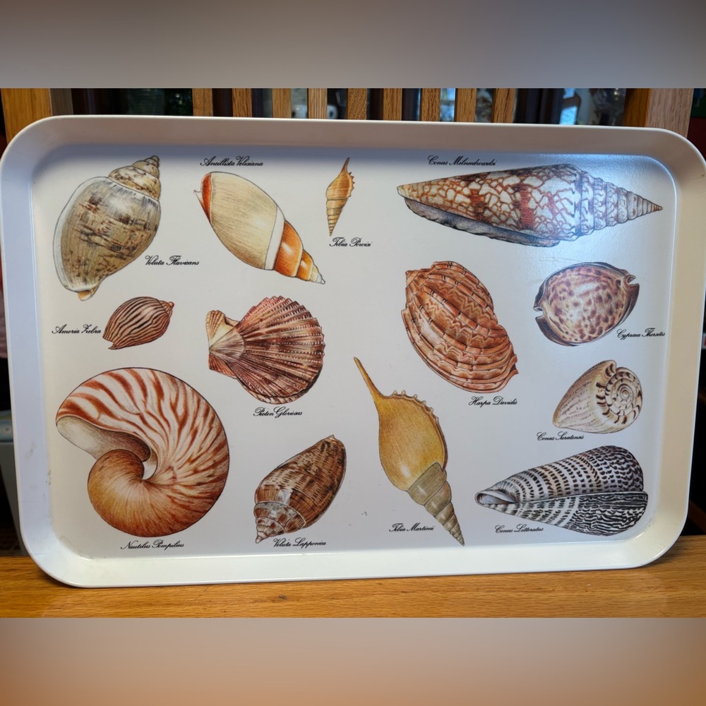 talian Melamine Tray, Sea Shells, Vintage
